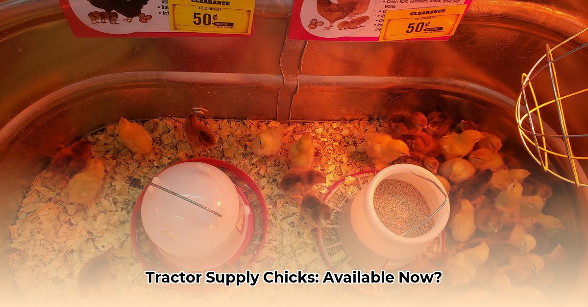 does-tractor-supply-have-chicks-right-now